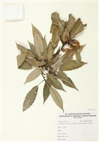 藏品(青剛櫟)的圖片